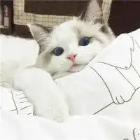 不正经的猫的头像搞笑不正经猫咪头像微信头像图片大全
