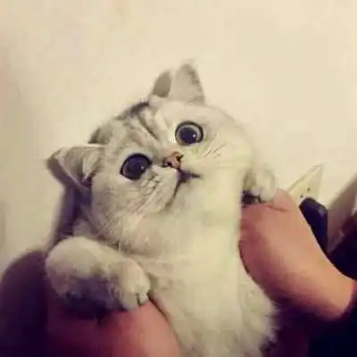 一对两张小猫恋人超萌头像
