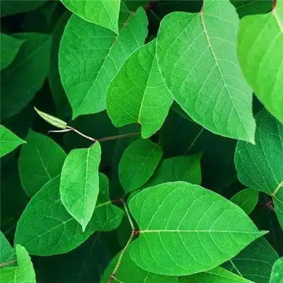 微信绿叶头像图片大全,微信头像树叶简约干净
