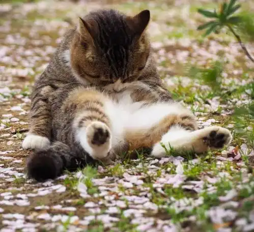 摄影师镜头下的喵生,用镜头展示了喵生百态
