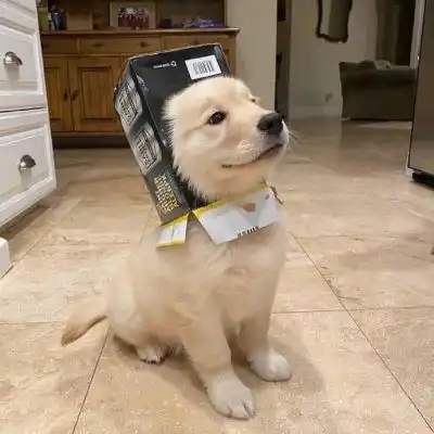 猫咪卡通动漫头像
