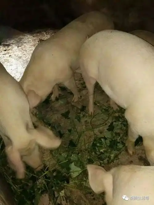 着急,我家猪圈里的8头猪还没卖出去
