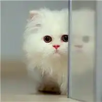 超清哈士奇鄙视头像微信头像图片大全
