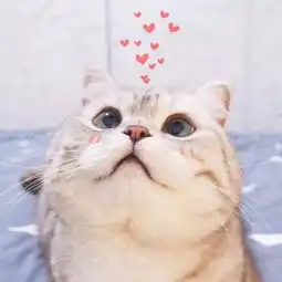 疑因主人遗弃今早一大狗盘踞在曲江人民公园侧门商铺门口不离开
