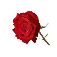 头像女生lomo花朵微信头像图片大全
