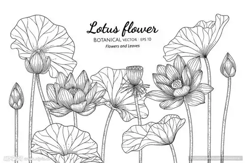 荷花线稿设计图
