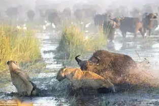 水牛为保护幼崽与狮子血战狮子落荒而逃图
