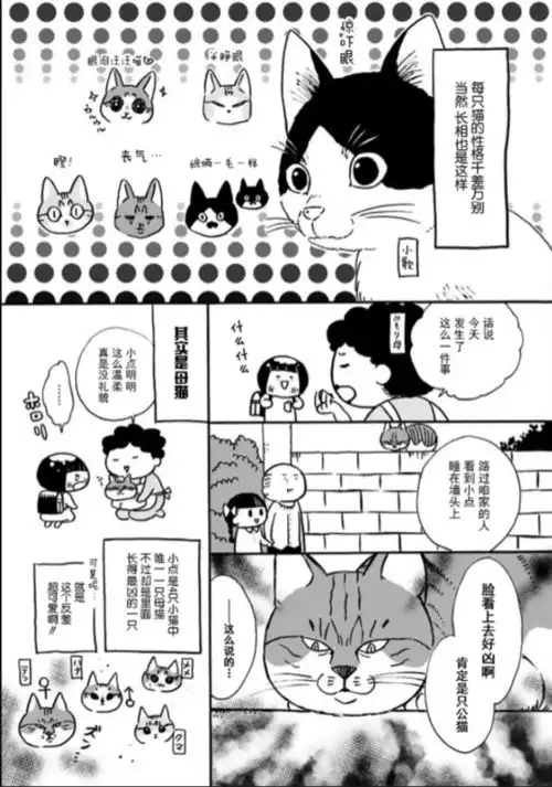 治愈小短篇猫咪超可爱讲述了作者和猫一起生活的小故事
