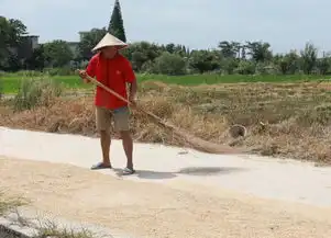 双抢又到了你爷爷奶奶在农村真的很苦

